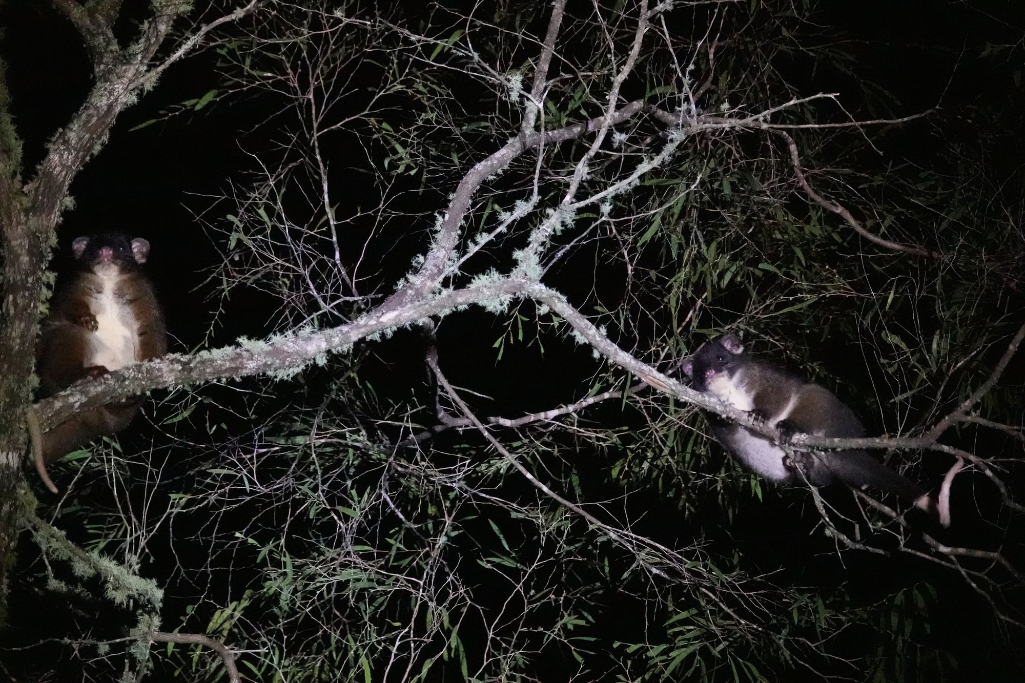 Possum Spotlighting Trail Guide