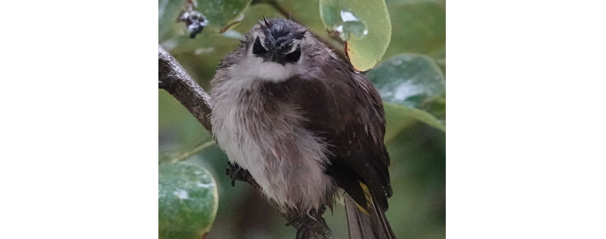 birding from the window, Singapore