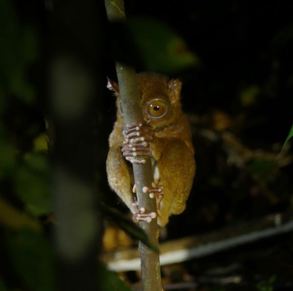 Rainforest Discovery Centre night walk and wildlife