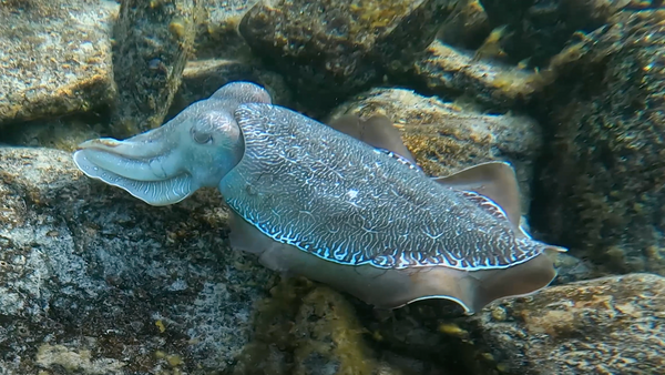 Whyalla Australian Giant Cuttlefish Snorkelling Guide