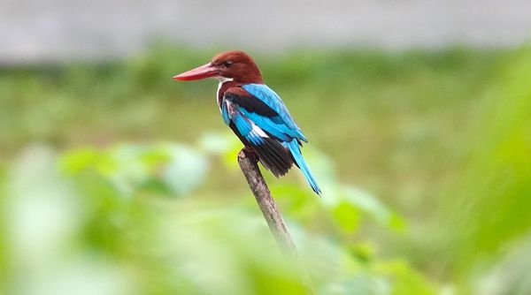 Portsdown Swamp, One-north birding